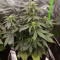 AK420 (Seedstockers) Cannabis-Samen