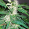 Auto Kaya 47 (Advanced Seeds) Cannabis-Samen