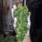 Auto Ultimate (Dutch Passion) Cannabis-Samen