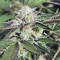 Biker Kush (Karma Genetics) Cannabis-Samen