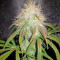 Blue Amnesia Auto cannabis strain