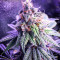 Chem Berry D regular (Dark Horse Genetics) Cannabis-Samen