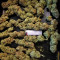 Critical Kush regular (Barney's Farm) Cannabis-Samen