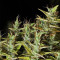 Dr. Grinspoon (Barney's Farm) Cannabis-Samen