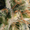 Dr. Bruce Banner CBD strain