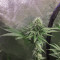 Drama (Rare Dankness Seeds) Cannabis-Samen