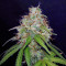 Girl Scout Cookies Auto (Original Sensible Seeds) Cannabis-Samen
