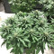 Julies Cookies (Big Head Seeds) Cannabis-Samen