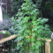 Skywalka Ghost Kush (Big Head Seeds) Cannabis-Samen
