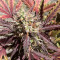 Thin Mint Crack Autoflower (Seedstockers) Cannabis-Samen