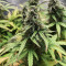 White Widow Autoflowering CBD (Dinafem Seeds) Cannabis-Samen