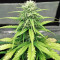 Original Afghan Kush Auto feminisiertes Saatgut (Fast Buds)