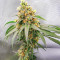 Alpha 21 feminisierte Samen (AlphaFem Seeds)