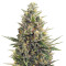 Amnesia Lemon Kush (Original Sensible Seeds) Cannabis-Samen