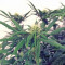 A.M.S. (GHS) Cannabis-Samen