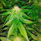 Big Bang (GHS) Cannabis-Samen