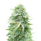 Dozy Doz feminisierte Samen (AlphaFem Seeds)
