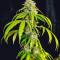 OG Kush Fast Version feminisierte Samen (EGS)