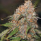 Original Auto Northern Lights (Fast Buds) Cannabis-Samen