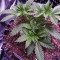 Purple Punch Cookies feminisierte Samen (Original Sensible Seeds)