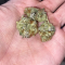 LSD Cannabis-Samen Kaufen