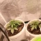 Gorilla Cookies Auto (Fast Buds) Cannabis-Samen zu verkaufen