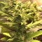 LSD-25 Auto (Fast Buds) Cannabis-Samen zu verkaufen