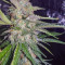 Original Auto Cheese Cannabis-Samen Kaufen