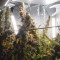 Z OG Auto (Barney's Farm) Cannabis-Samen zu verkaufen