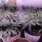 White Widow Auto (Kera Seeds) Cannabis-Samen zu verkaufen