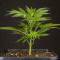 Sherbet Autoflower Cannabis-Samen Kaufen