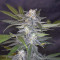 Auto Super Skunk Cannabis-Samen Kaufen