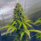 Kaufe Gorilla Cookies Samen feminisiert von Seedstockers