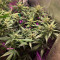 Gorilla Punch Auto Cannabis-Samen Kaufen