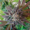 Money Maker (Strain Hunters) Cannabis-Samen zu verkaufen