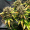 Stardawg Auto (Fast Buds) Cannabis-Samen zu verkaufen