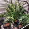Desfrán (Dutch Passion) Cannabis-Samen zu verkaufen