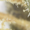 Auto Mazar Cannabis-Samen Kaufen