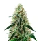Arjan's Haze #3 (GHS) Cannabis-Samen