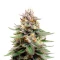 Auto Gorilla (00 Seeds)