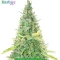 Autopilot Harvest Bundle #2: 3x3 seeds (Mixed)