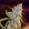 Blueberry Glue Auto (Expert Seeds) Cannabis-Samen