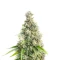Candy Cane Mango Autoflower feminisierte Samen (Seedkeepers)