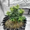 Crème De la Chem Auto (Mephisto Genetics) Cannabis-Samen