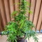 Easy Bud Auto (RQS) Cannabis-Samen