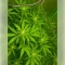 Gelato 44 (Tyson S) (Royal Queen Seeds)
