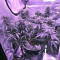 Gorilla Auto (GG#4 Original Glue Auto) (Expert Seeds) Cannabis-Samen