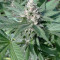 Gorilla Girl (Sweet Seeds) Cannabis-Samen