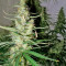 Hawaiian Snow (GHS) Cannabis-Samen