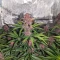 Humboldt Dream feminisierte Samen (Humboldt Seed Company)